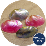 8097 - Polished River Oyster Pair - Pink & Blue 7.5-10cm